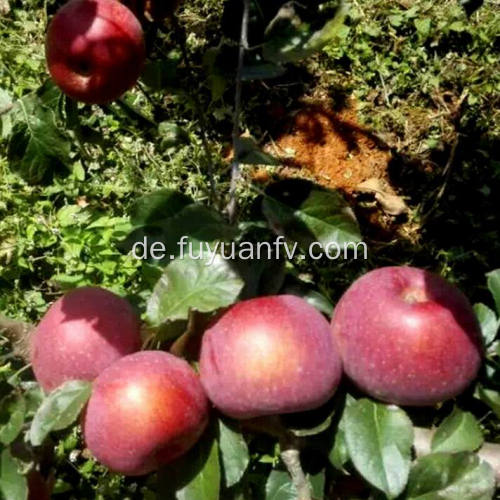 Hohe Qualität frischer neuer Ernte Fuji-Apfel